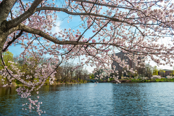 Branchbrook Park in Newark NJ with cherry blossoms in bloom during the Spring.