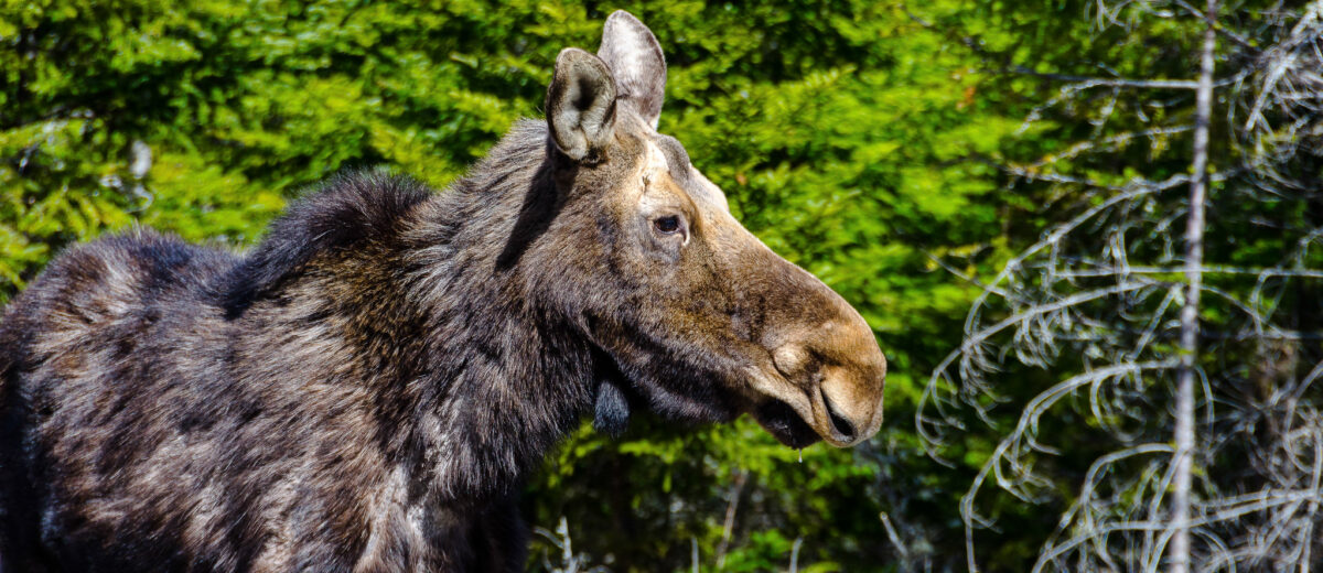 photo of moose in forest Photographer-Bob Hamer